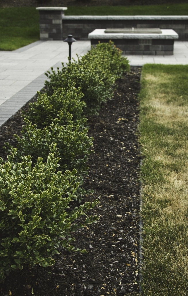 Evergreens benefit from the root insulating properties of mulch in the winter when they can lose water through their leaves.