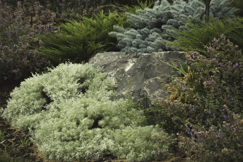 Artemesia and nepeta have fine texture and are set against a dwarf globe blue spruce and juniper for contrast. They all have varying colors, and a cool color pallet to make the space feel larger.