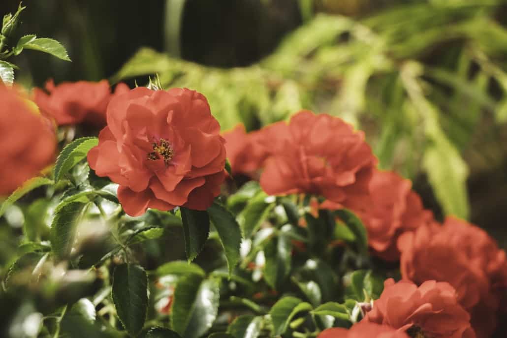 Garden Landscaping Inver Grove Heights MN