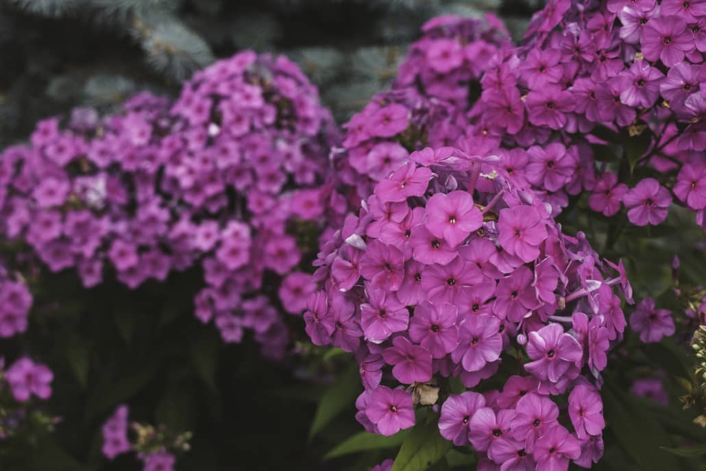 Bright Colors can be impactful in a planting design, but can easily be overwhelming if not properly balanced.