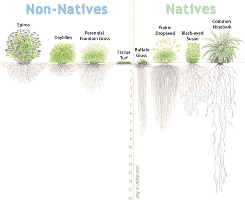 Plants adapted to your region have larger more robust root systems that help them tolerate drought.