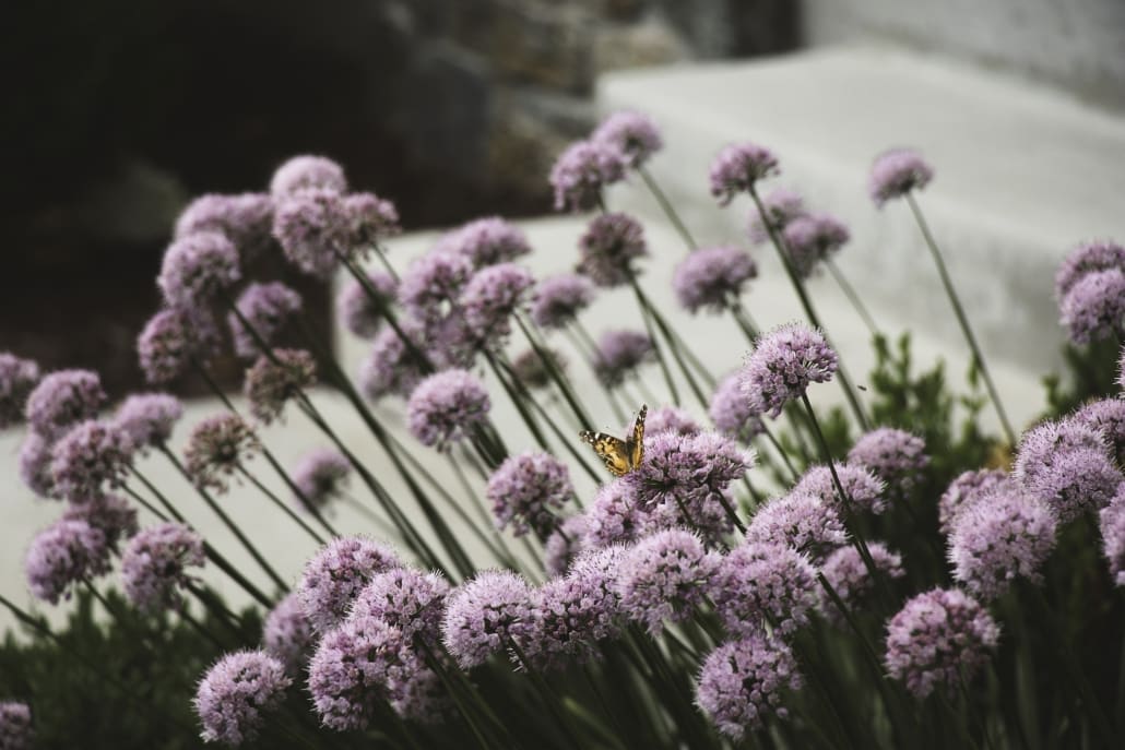 Pollinators include a wide variety of insects, including butterflies, moths, and beetles.