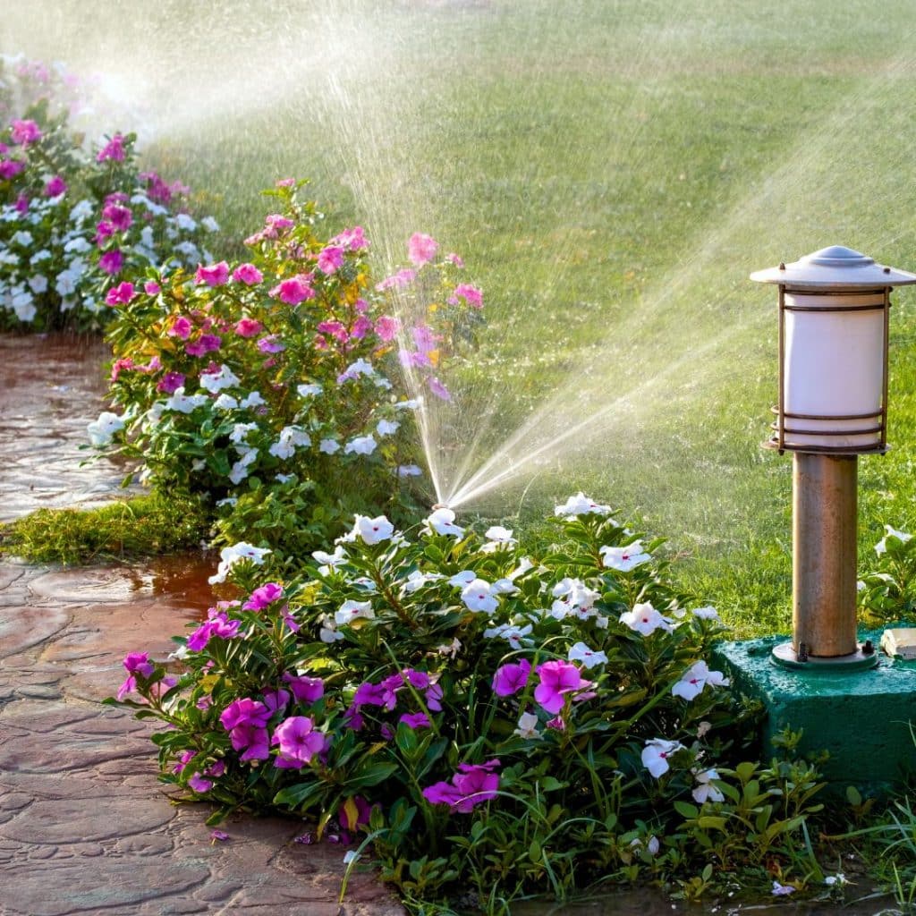 Flowers and Irrigation Management for Watering