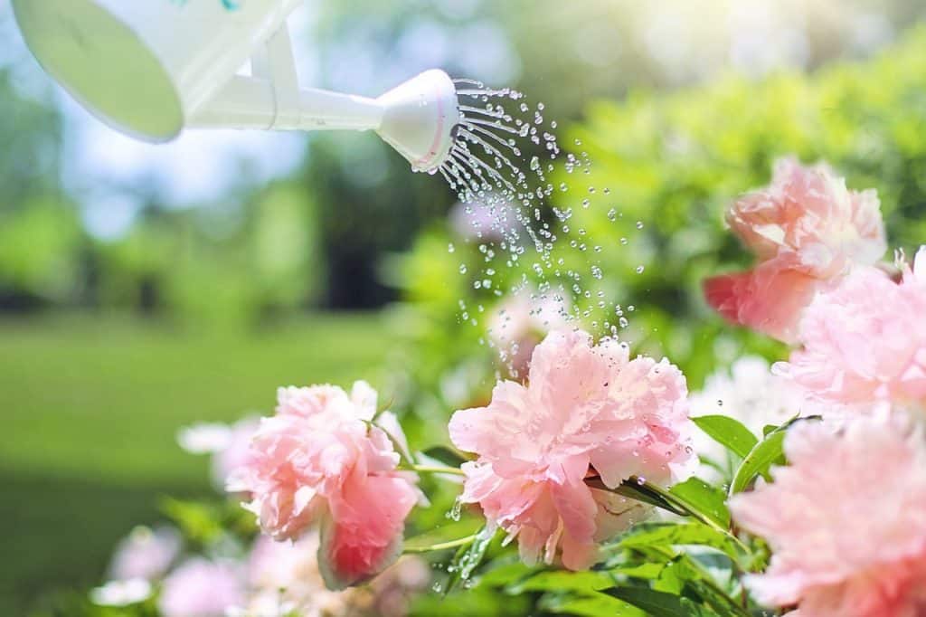 When to water this spring Watering can watering peonies
