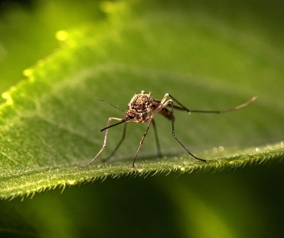 Plants to Repel Mosquitos Bug-Free Backyard