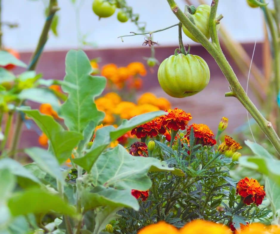 Backyard Landscaping Service Inver Grove Heights MN